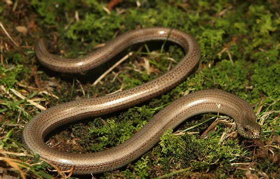 Anguis_fragilis