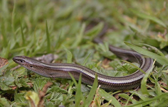 Chalcides_chalcides