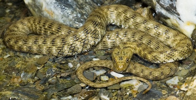 Natrix_tessellata