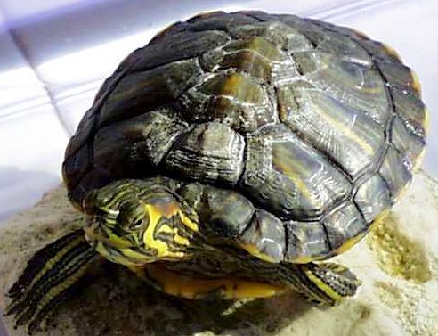 trachemys_scripta_scripta