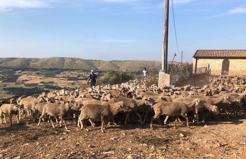 Danni da Fauna: nuovi indennizzi agli allevatori colpiti da attacchi di grandi carnivori