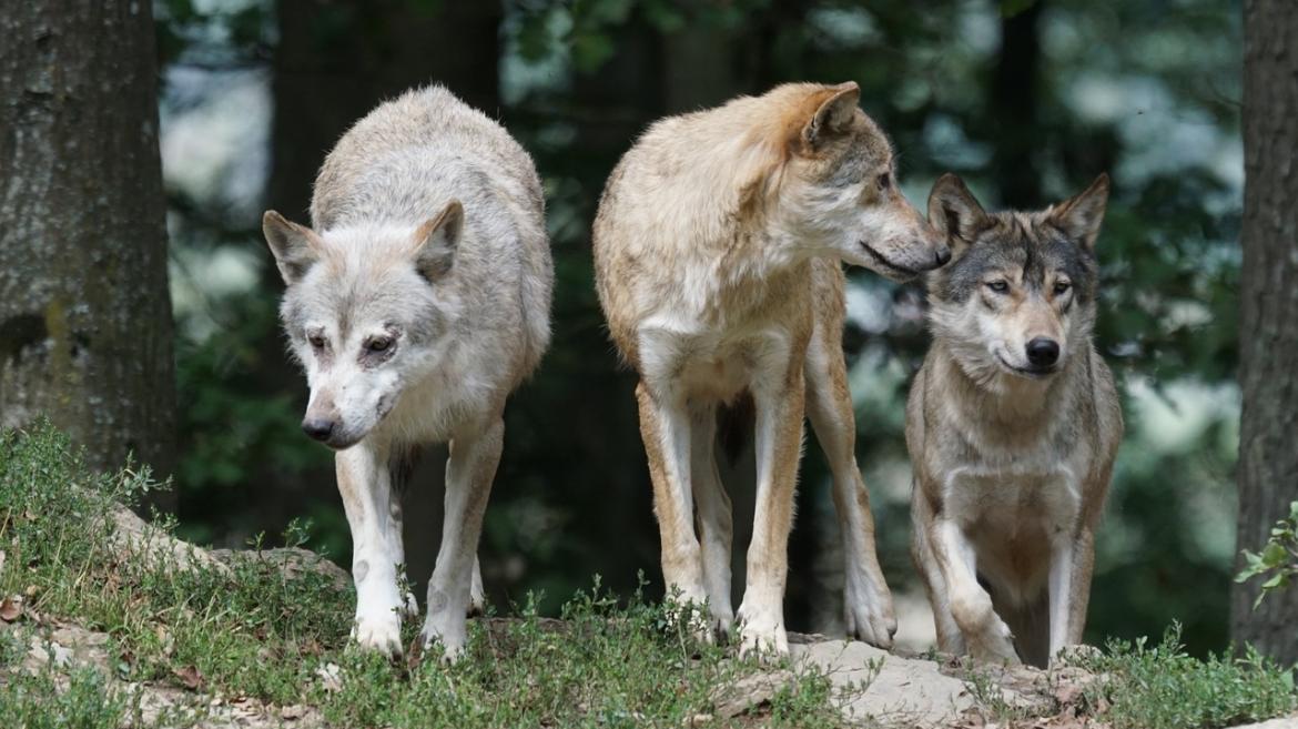 WolfNext – Parchi a sistema per il futuro del Lupo in Italia”: sottoscritto  il Protocollo di intesa – Ente Parco Nazionale del Gargano