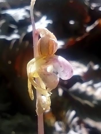 Scoperta nel Parco Nazionale del Gargano l’Orchidea Fantasma