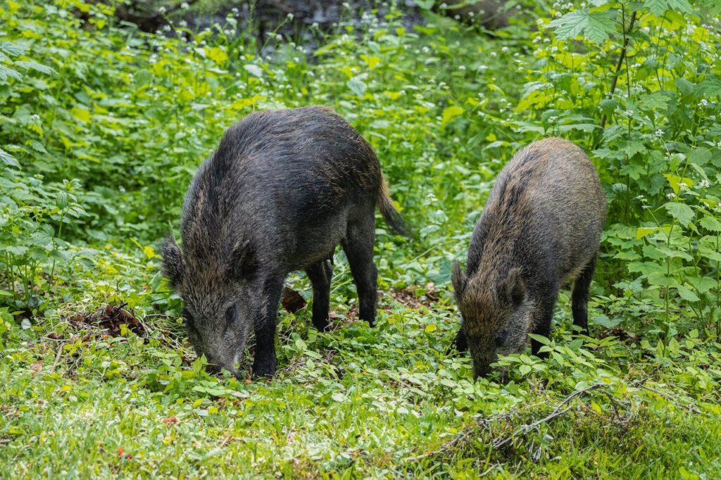 Corso di formazione per l’abilitazione di coadiutori ai piani di controllo numerico della specie sus scrofa (cinghiale) nel parco nazionale del Gargano