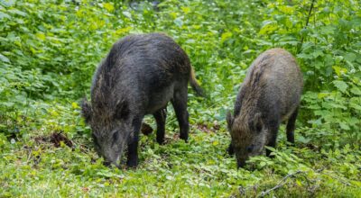 Corso di formazione per l’abilitazione di coadiutori ai piani di controllo numerico della specie sus scrofa (cinghiale) nel parco nazionale del Gargano