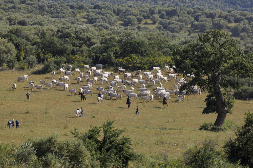 Siti Naturali UNESCO per il Clima: il Parco nazionale del Gargano si aggiudica 3 milioni di euro – tra i primi tre Parchi italiani ad aver ottenuto il maggior finanziamento