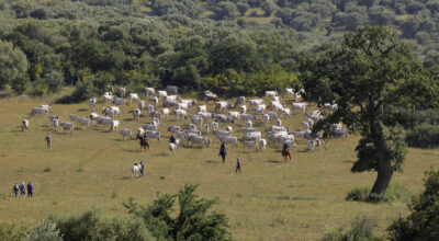 Siti Naturali UNESCO per il Clima: il Parco nazionale del Gargano si aggiudica 3 milioni di euro – tra i primi tre Parchi italiani ad aver ottenuto il maggior finanziamento