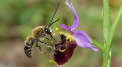 Tutela e monitoraggio degli insetti impollinatori: prosegue per il 2024 il progetto sottoscritto dall’Ente parco nazionale del Gargano